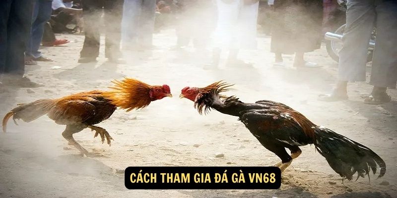 Cách tham gia Đá Gà vn68