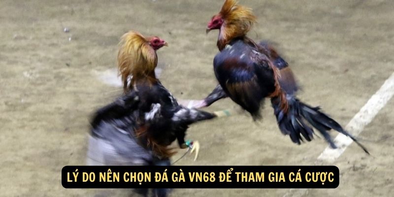 Lý do nên chọn Đá Gà vn68 để tham gia cá cược