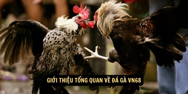 Giới thiệu tổng quan về Đá Gà vn68